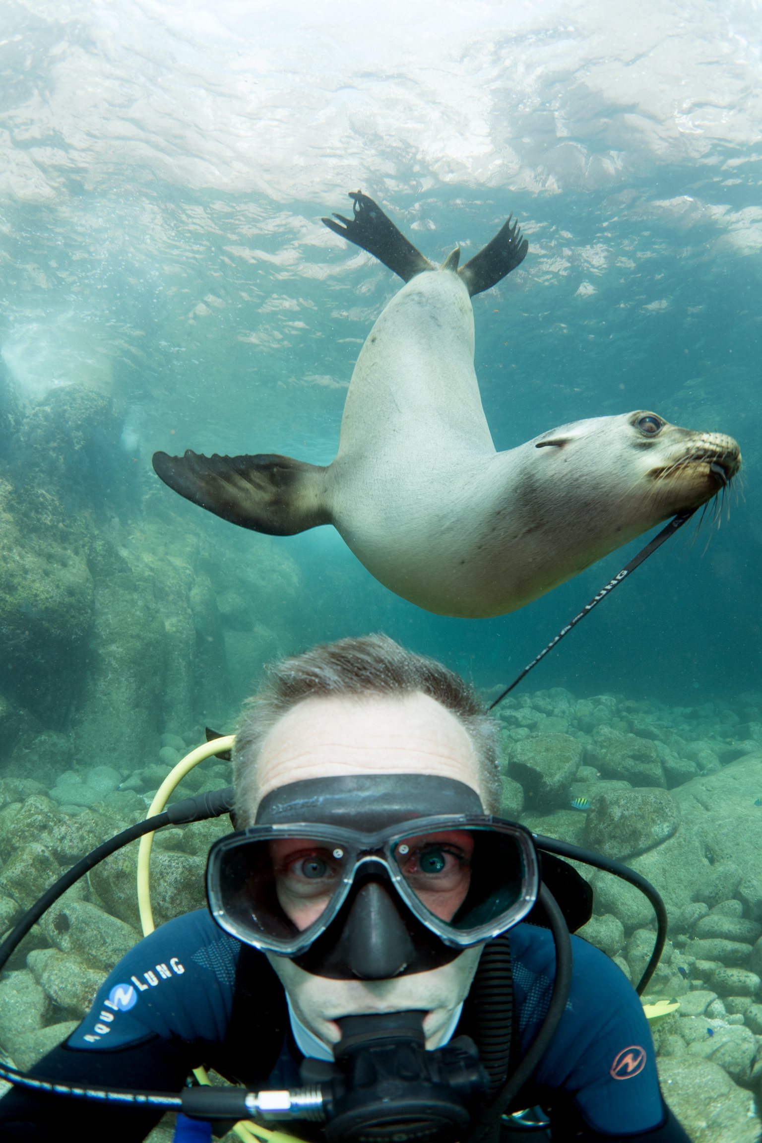Diver with seal