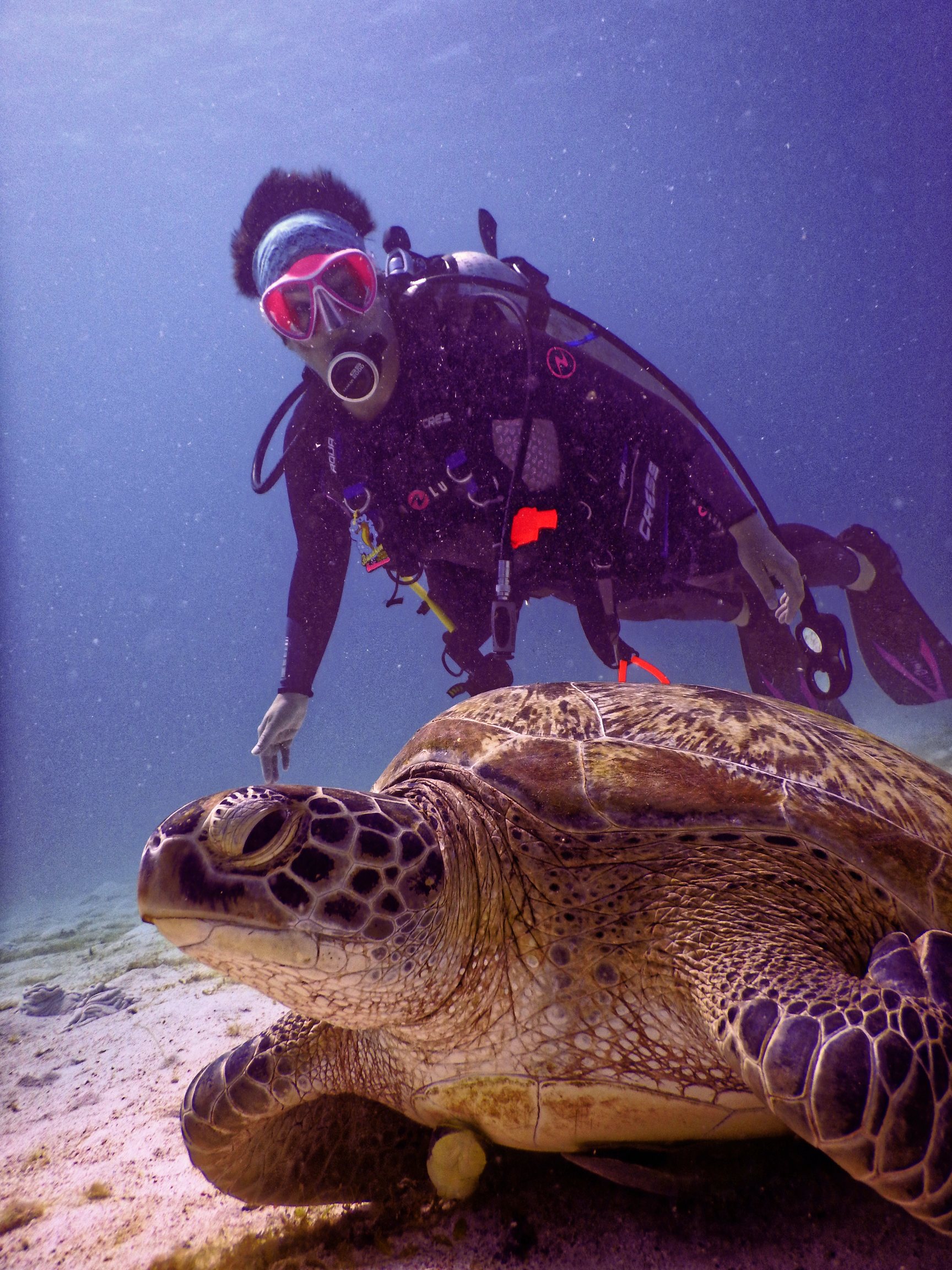 Diver with turtle